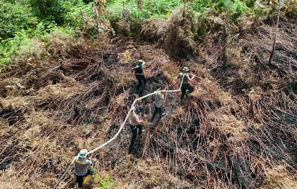 Kemdiktisaintek Libatkan Kampus, Dosen dan Mahasiswa untuk Pengelolaan Gambut dan Mangrove Nasional